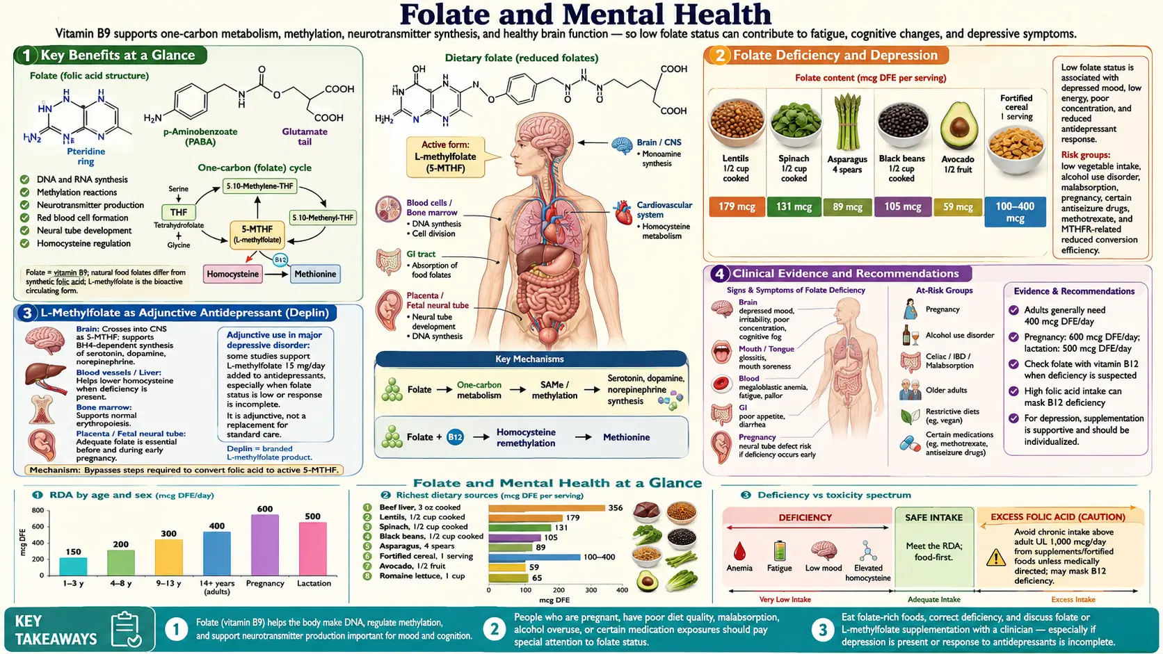 Folate and Mental Health — scientific infographic poster