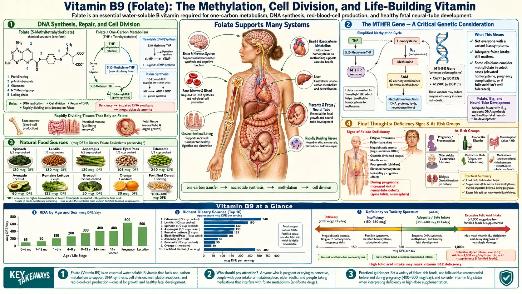 Vitamin B9 — scientific infographic poster