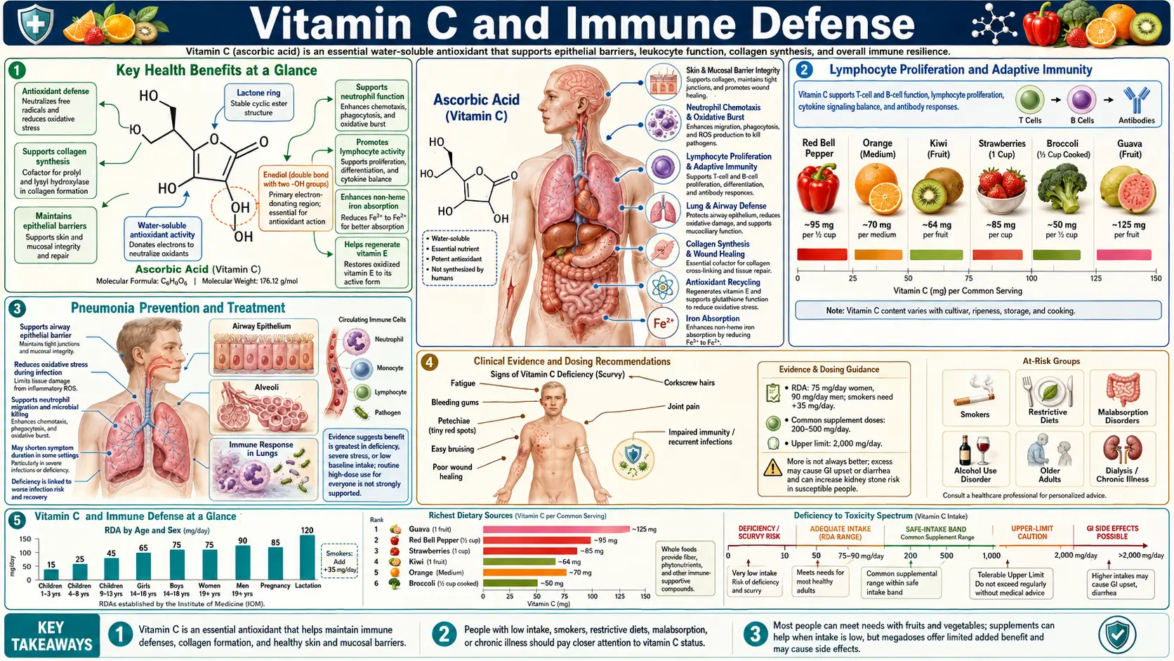 Vitamin C and Immune Defense — scientific infographic poster
