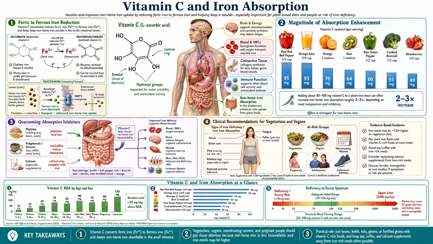 Vitamin C and Iron Absorption — scientific infographic poster